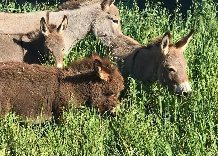 Cantos Del Grillo Villa