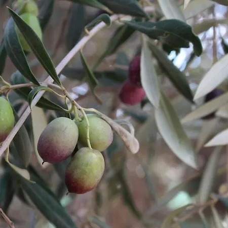 Cantos Del Grillo Villa Ingenio